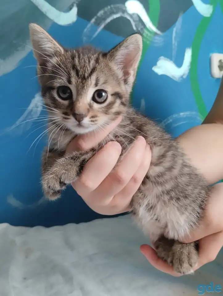 Котята в дар, фотография 4