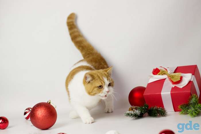 Британские короткошерстные котята, фотография 2
