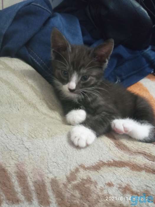 Котенок в дар, фотография 2