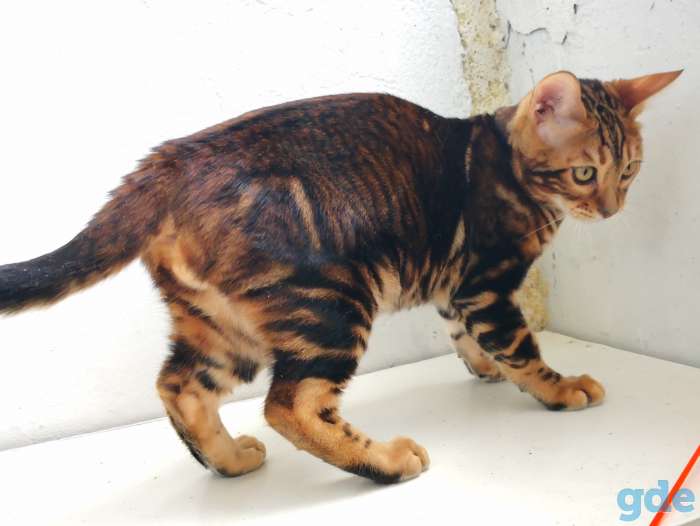 Бенгальские котята, фотография 2
