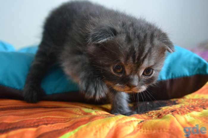 Шотландский вислоухий котёнок, фотография 3