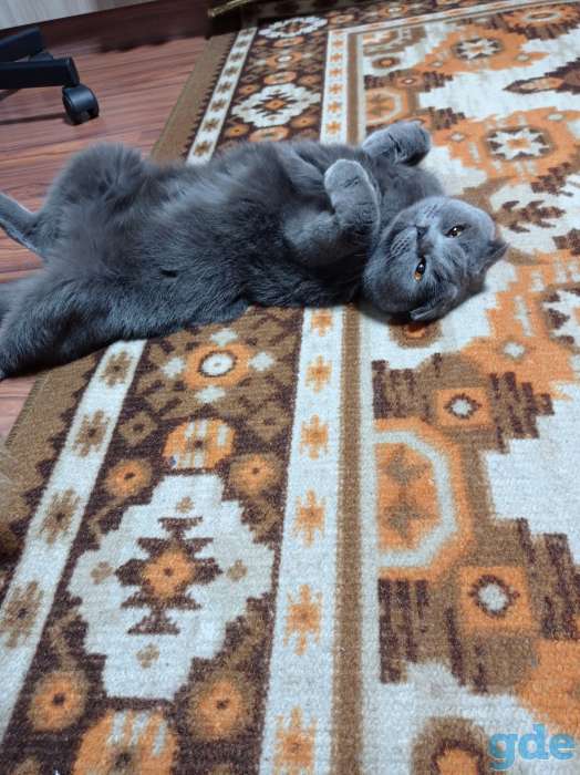 Шотландские котята, фотография 3