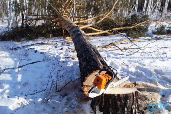 Валка леса и заготовка деревьев., фотография 4