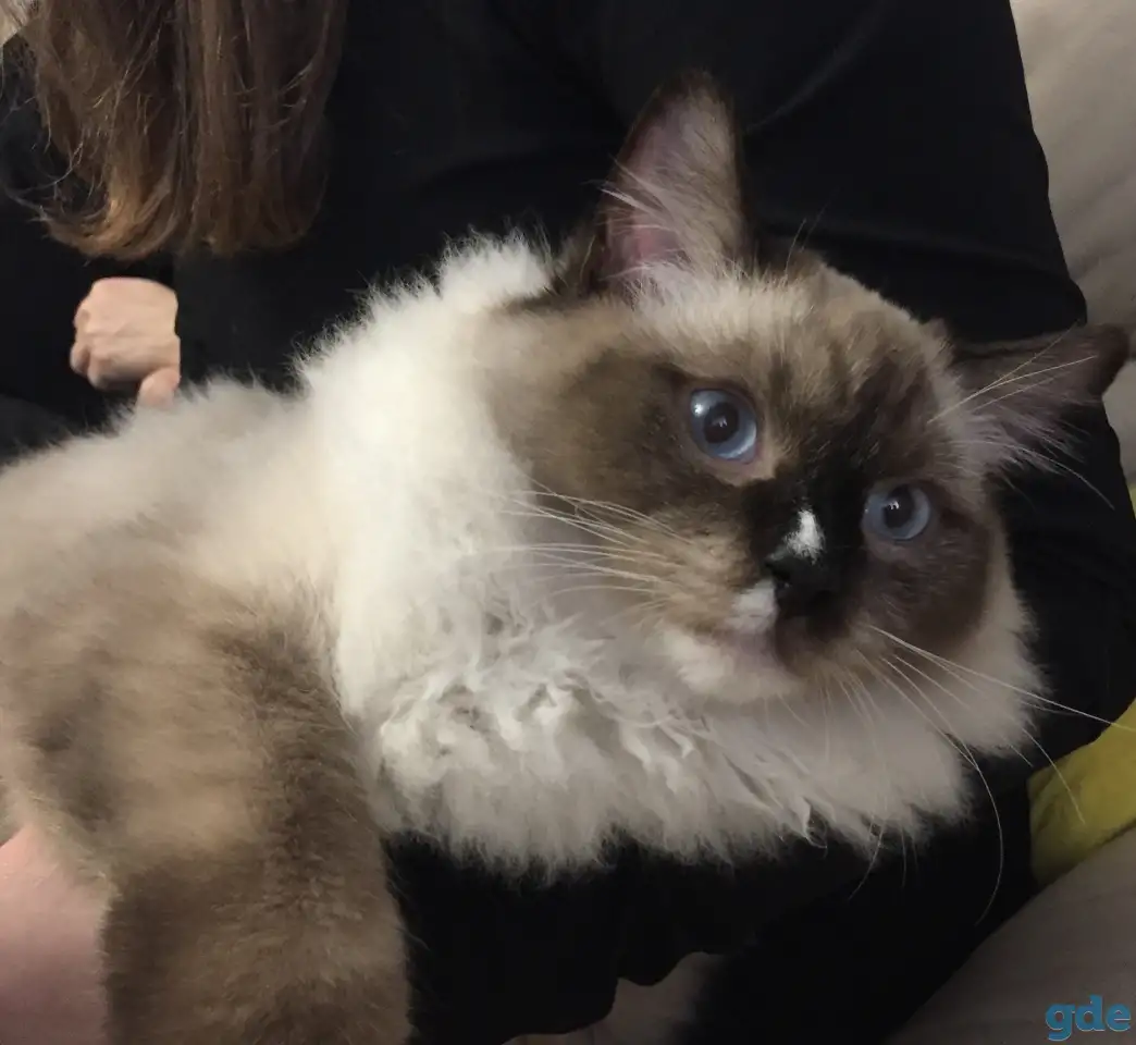 Котенок рэгдолл, фотография 6