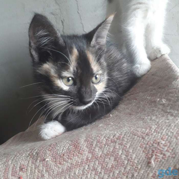 Красивые котята, фотография 1