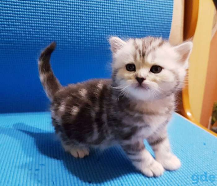 Шикарные, котята,от титулованных,родителей!, фотография 5