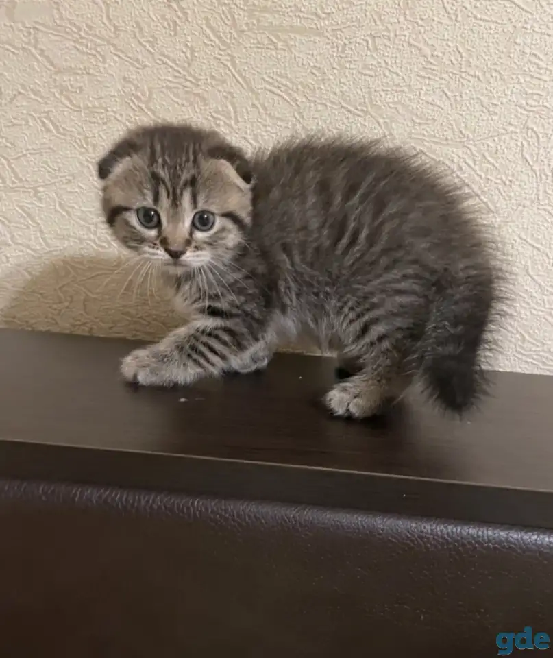 Шотландские котята, фотография 2