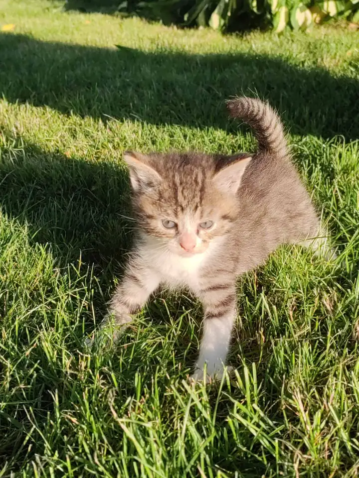 Котята даром, фотография 9