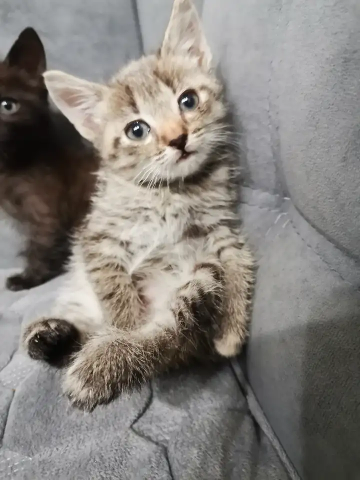Отдам в добрые руки котят, фотография 4