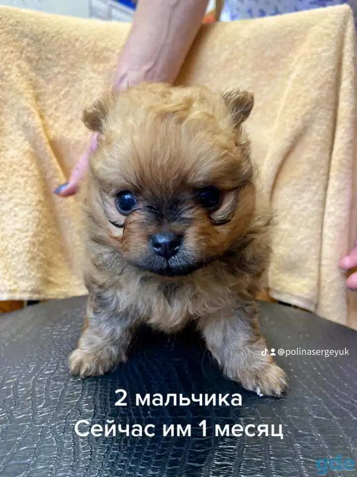 Продам щенка шпица, фотография 2