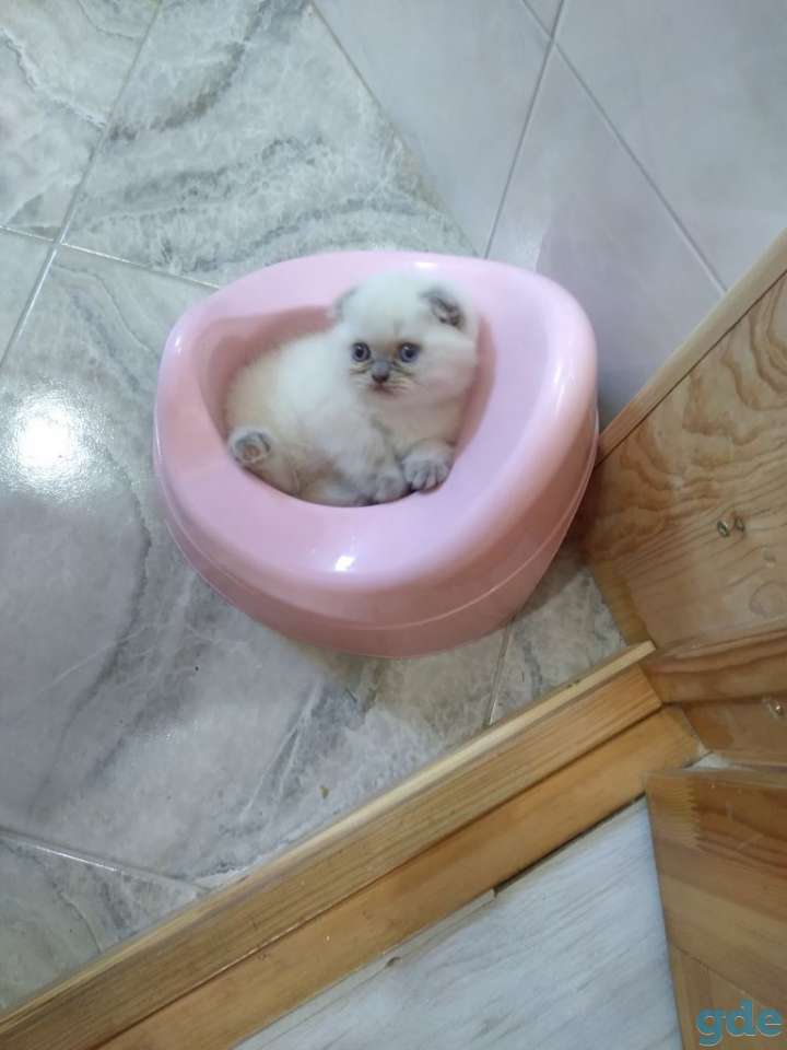 шотландские котята, фотография 3