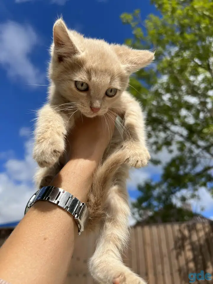 Котёнок (1 мес) в дар, фотография 2