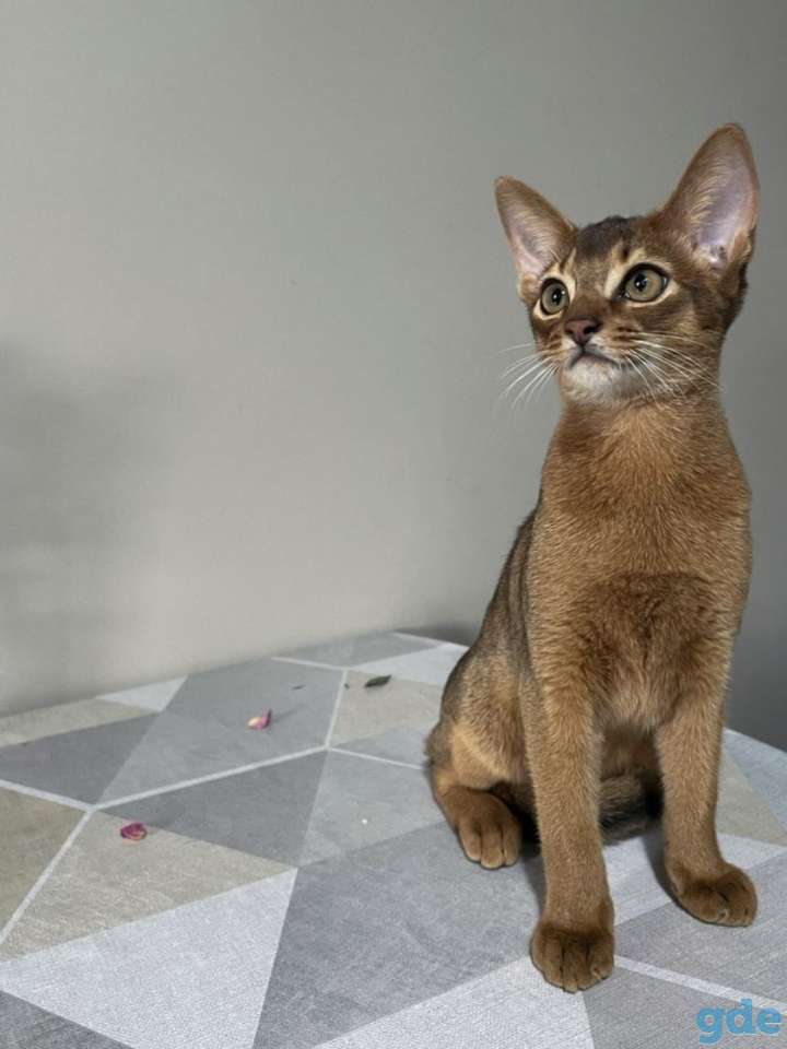 Абиссинский котенок, фотография 7