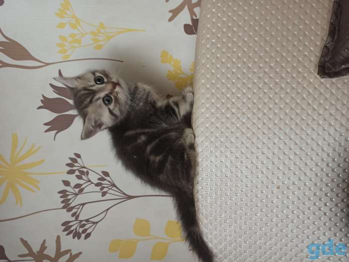 Продам британских котят, фотография 7