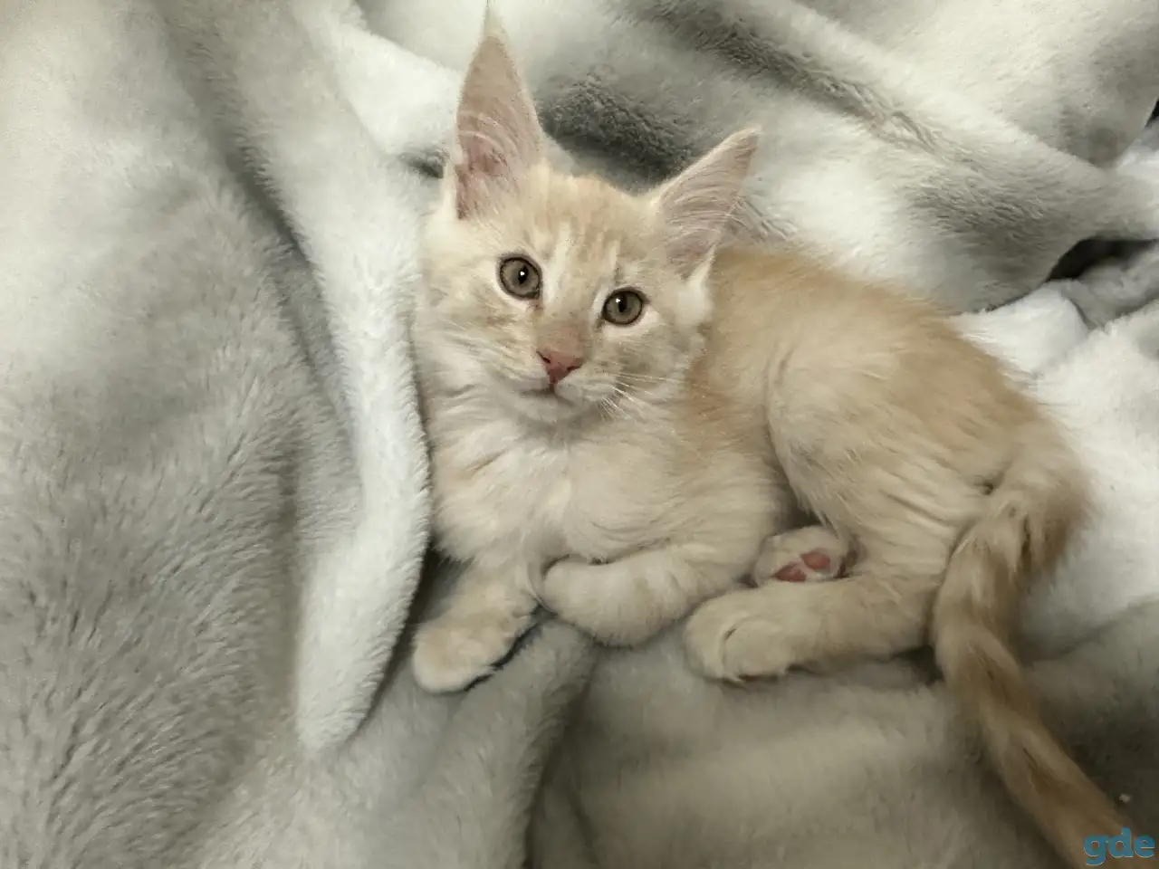 Продаются котята Мейн-Кун, фотография 3