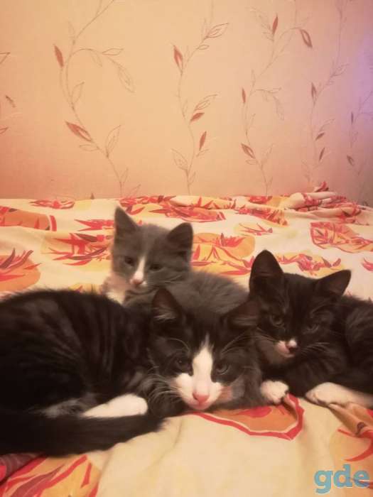Замечательные котята в дар, фотография 2