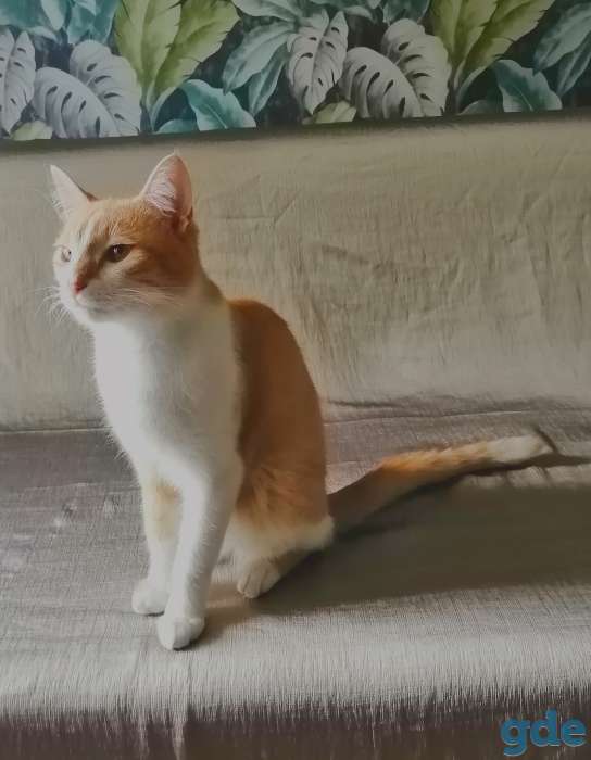 Котенок, фотография 1