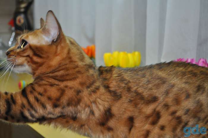 БЕнгальска кошка, фотография 3