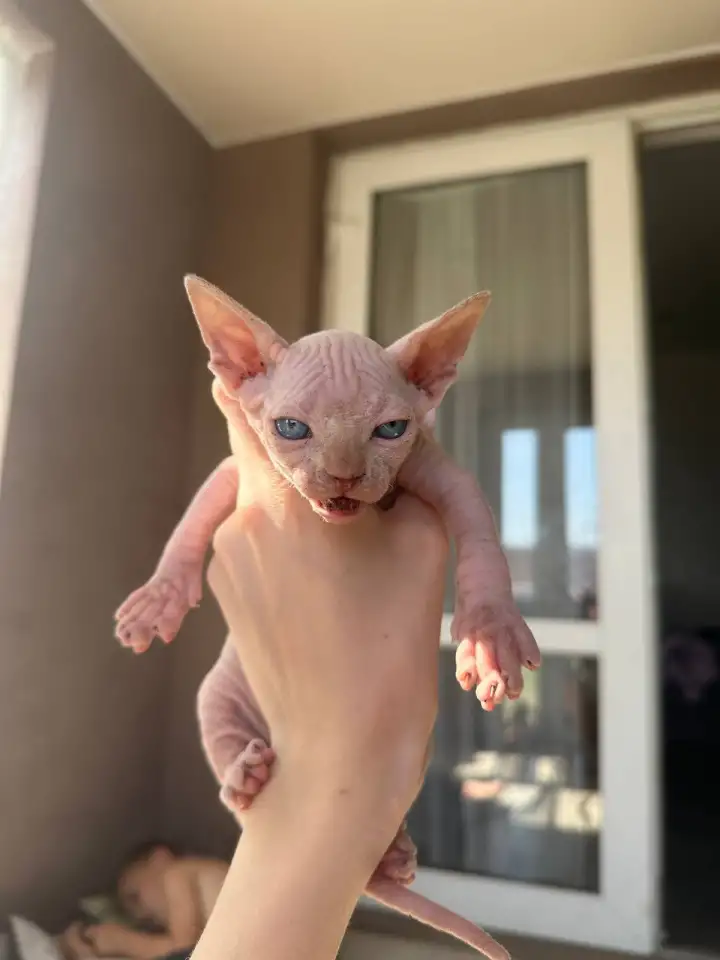 Котята канадского сфинкса, фотография 8