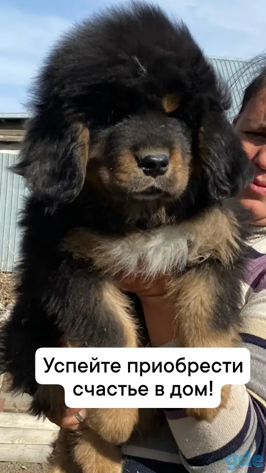 Щенки Тибетского Мастифа, фотография 1