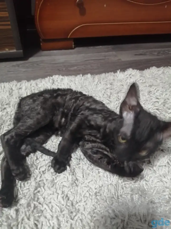 Котенок 3 месяца, фотография 6