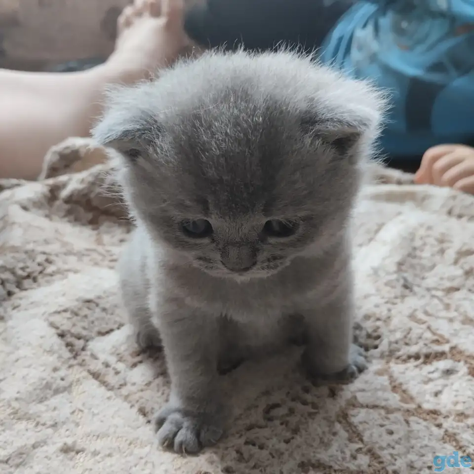 Шатландские котята, фотография 5