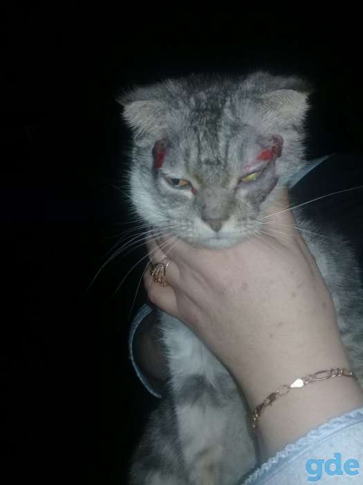 Потерялся котенок, фотография 2