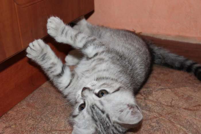 Шотландский короткошерстный скоттиш-страйт, фотография 2