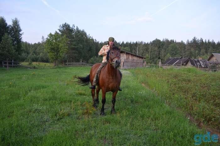 Продам коня., фотография 3
