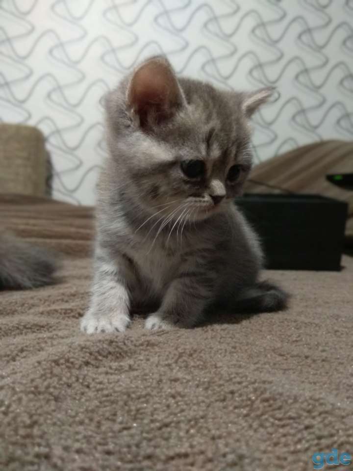 Шотландские котята, фотография 6