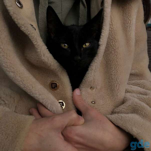 Котенок ищет дом, фотография 2
