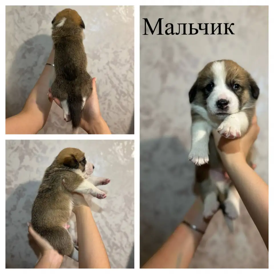 Щенки метисы корги, фотография 4