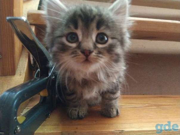 Котенок ищет дом, фотография 1
