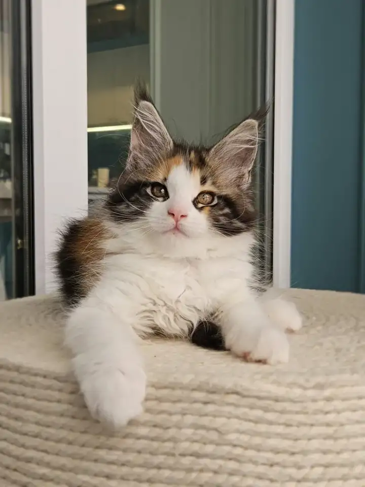 Котенок мейн кун из питомника, фотография 1