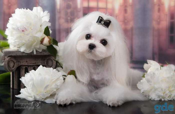 Стрижка собак и кошек, фотография 1