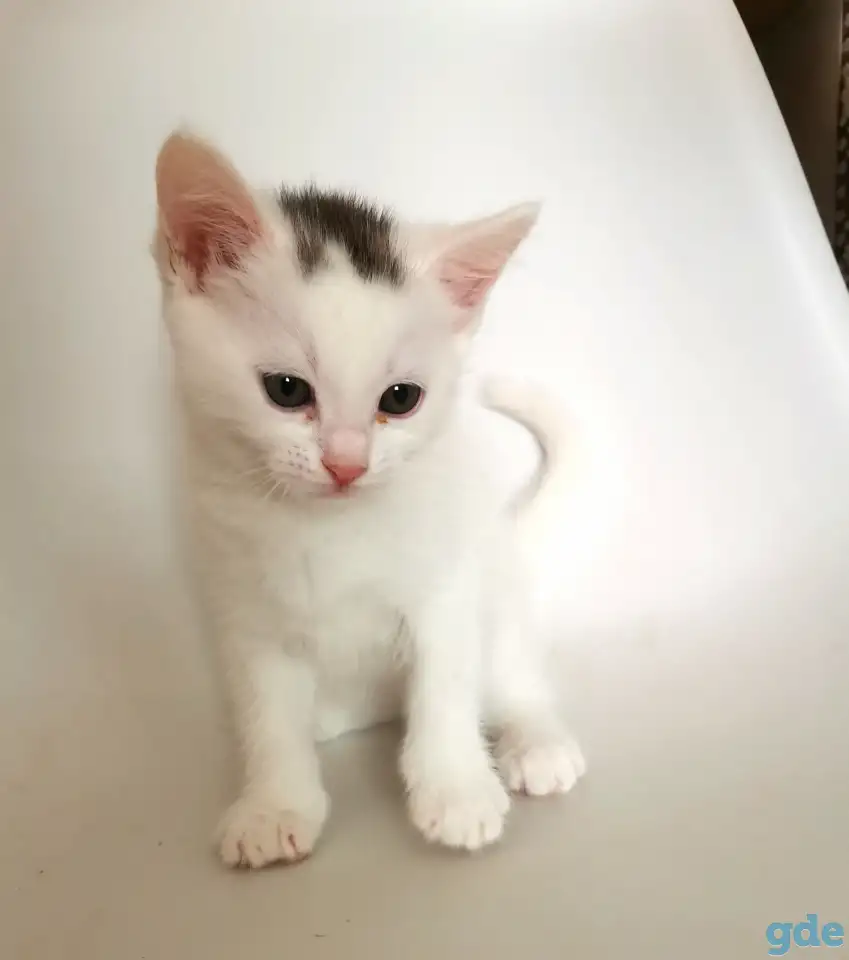 Отдам котят, кошку и кота, фотография 1