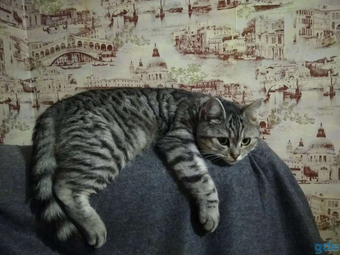 Умная кошка Ричи в добрые руки, фотография 3