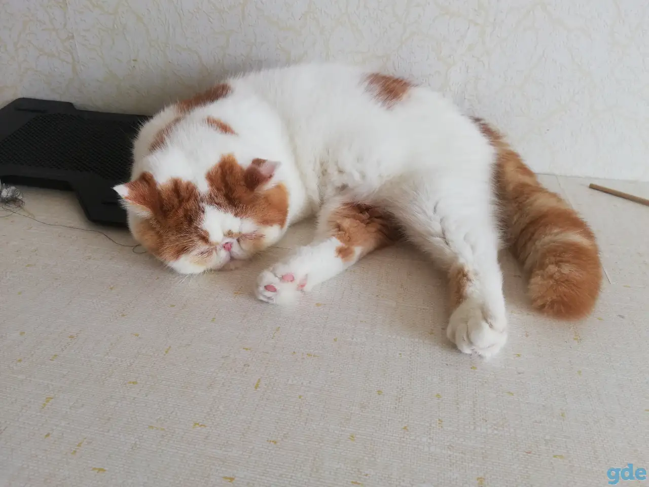Котик экзотик, фотография 1