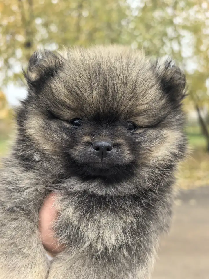 Шпиц мальчик 2 месяца, фотография 1