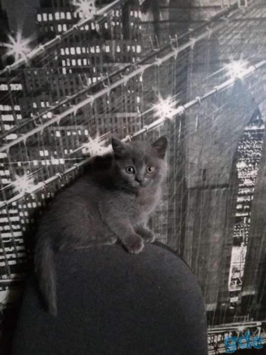 Милые ШОТЛАНСКИЕ КОТЯТА, фотография 1