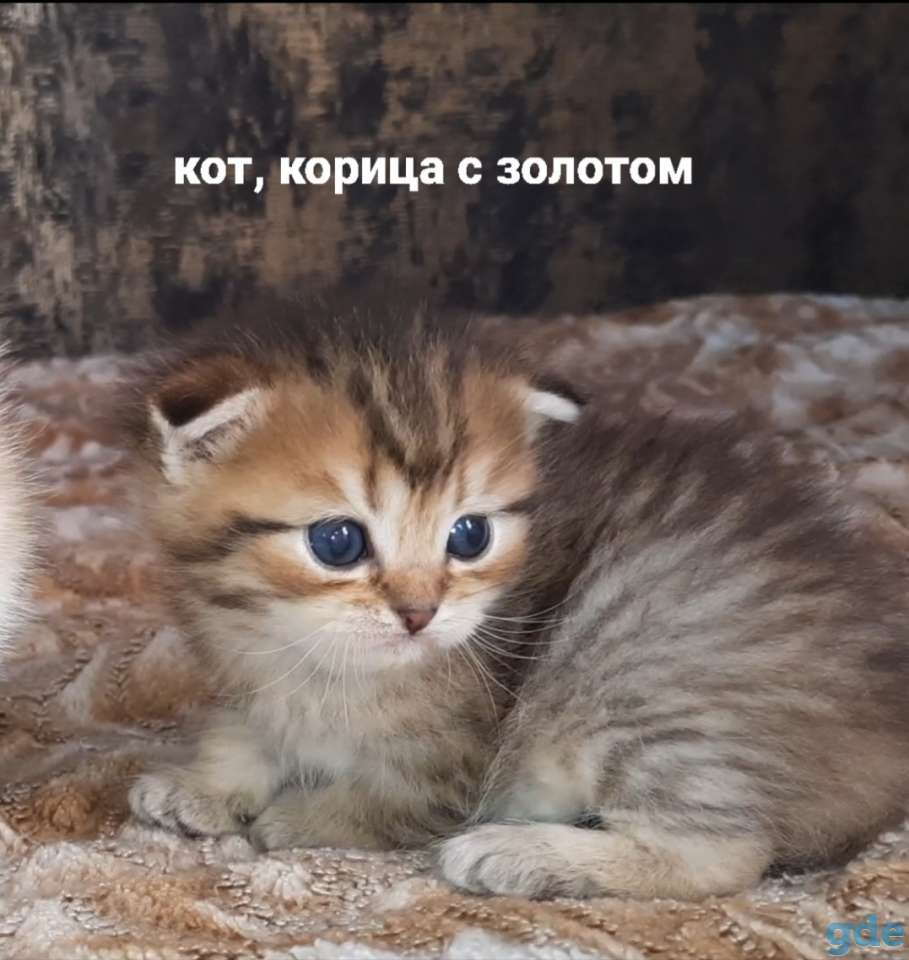 Шотланские и хайленд фолд котята, фотография 2