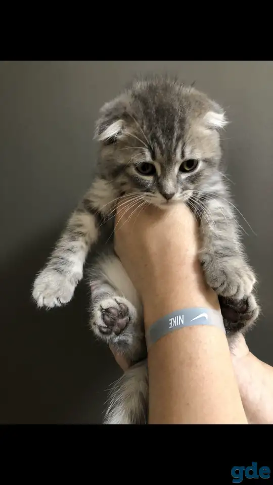 Шотландские вислоухие котята, фотография 8