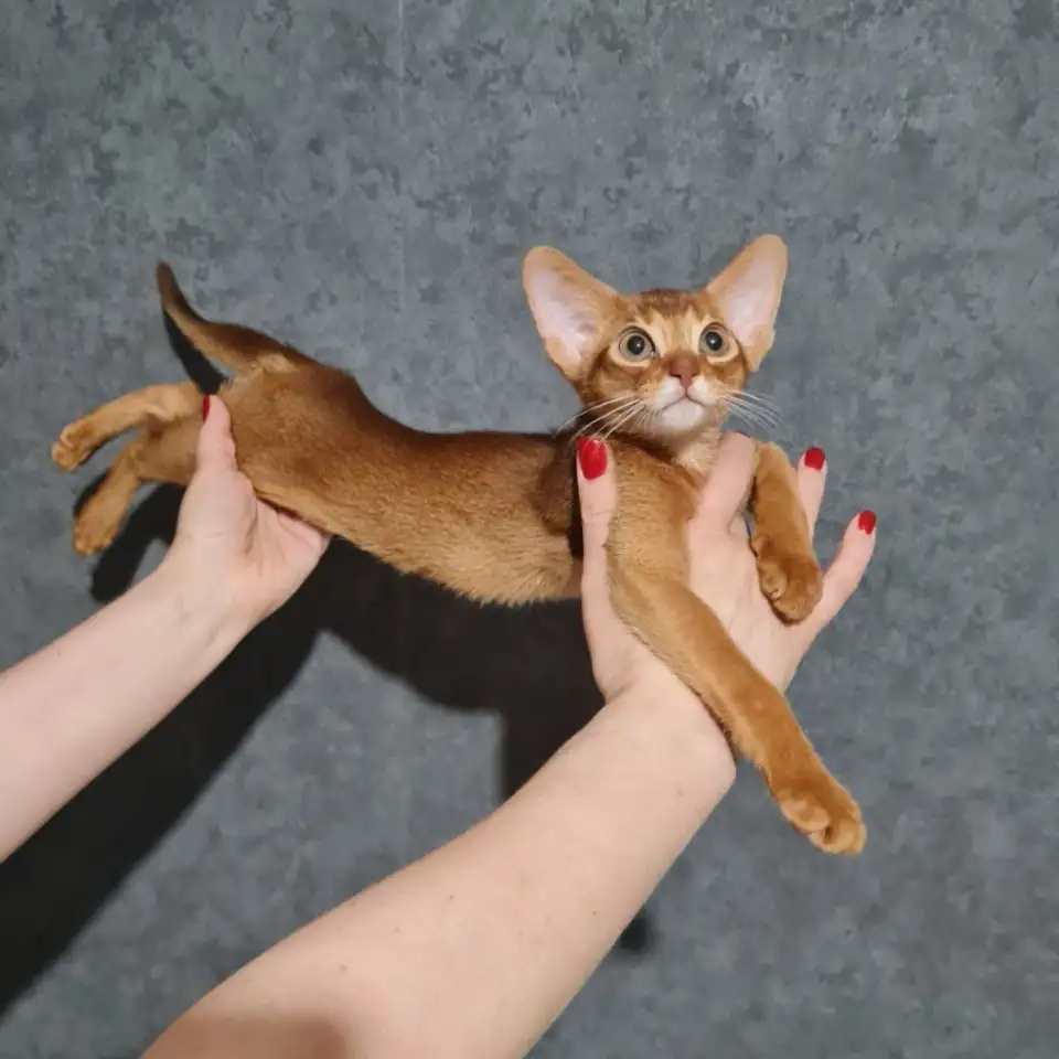 Котята, фотография 12