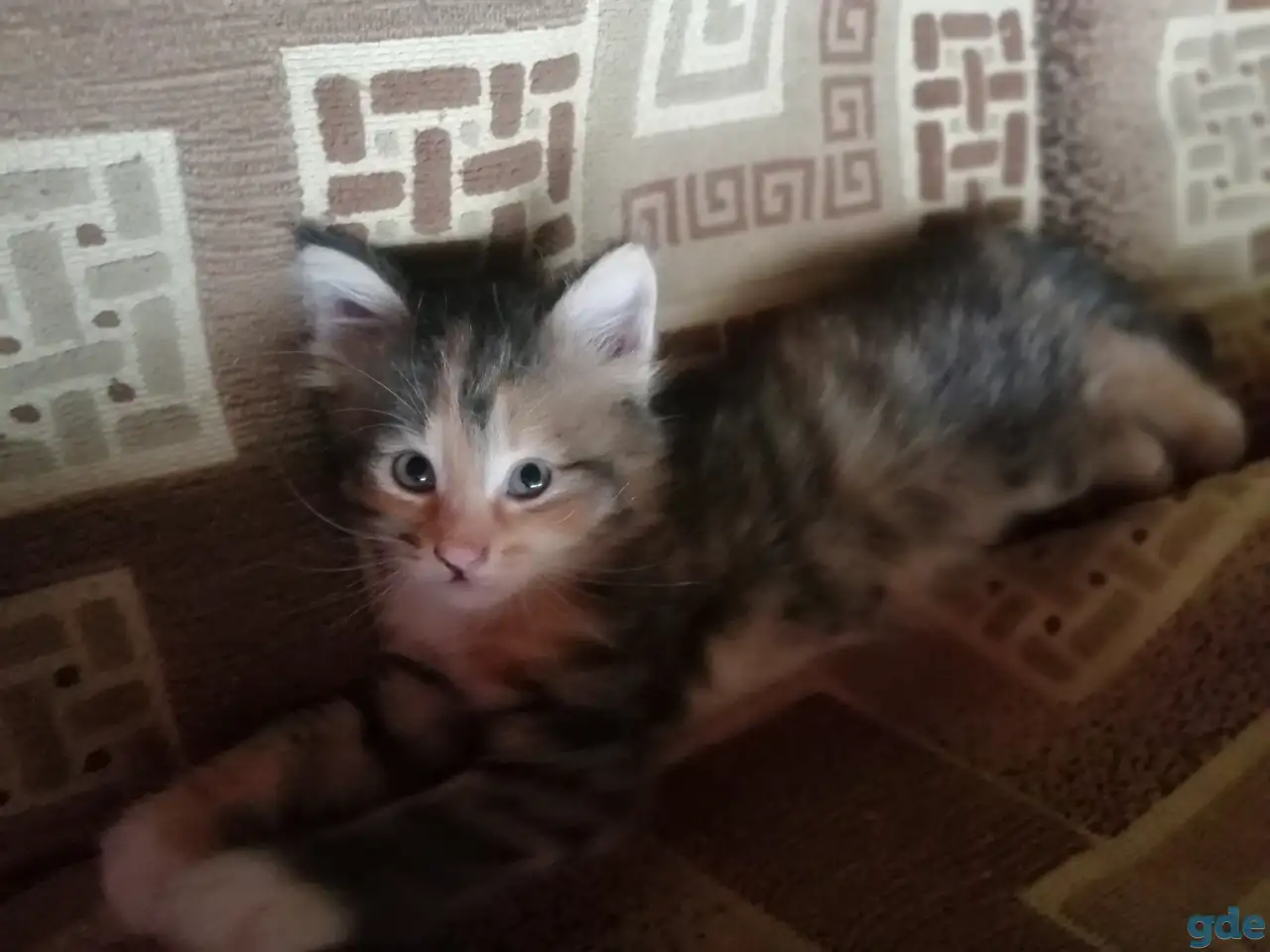 Котята в дар, фотография 3