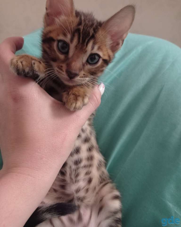 Котенок бенгальский, фотография 3