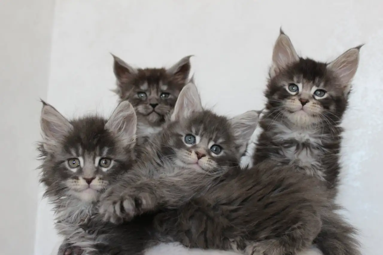 Котята мейн-кун!, фотография 4