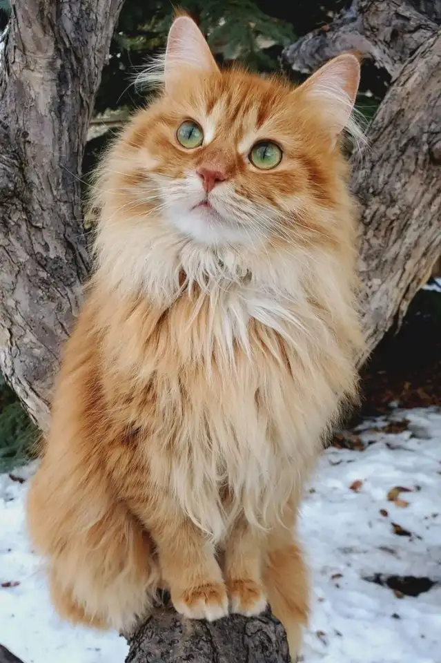 Кошка Лиза, фотография 1