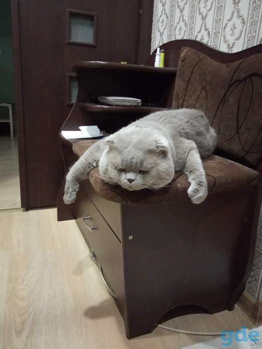 вязка кота, фотография 1