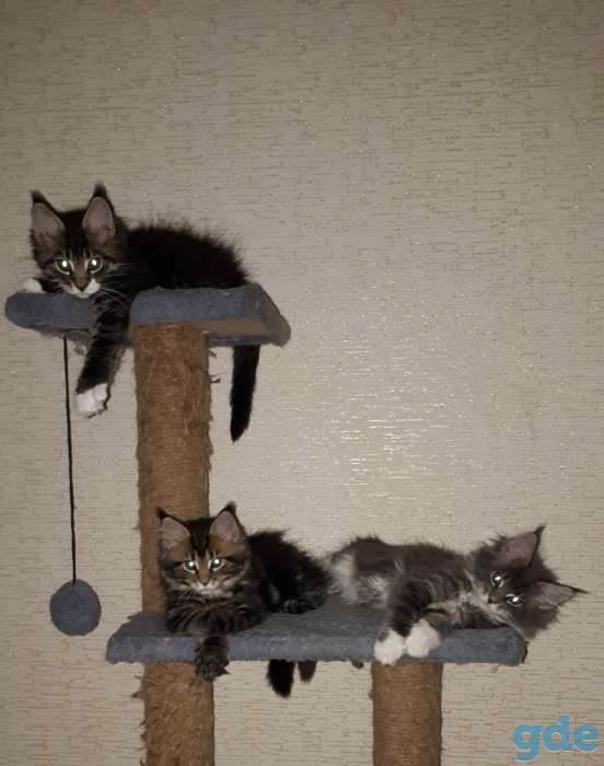 Котята мейн-кун 3 месяца, фотография 9