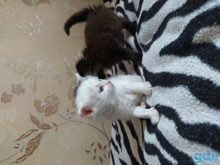 Котенок, фотография 4